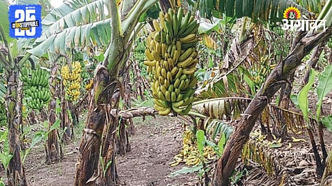 Crop Damage