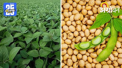 Soybean Farming Tips
