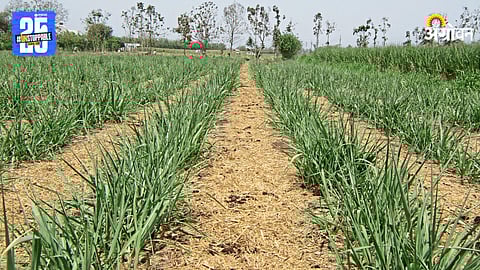Sugarcane Farming