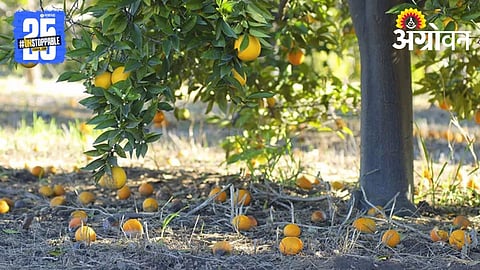 Citrus Fruit Drop
