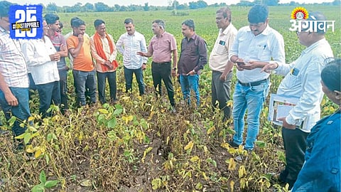 Soybean Yellow Mosaic 