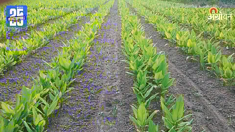 Turmeric Farming