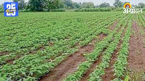 Kharif Sowing