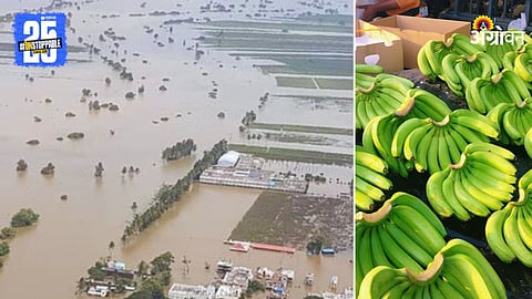 Rain Issue on Banana