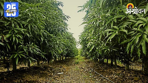 Mango Farming