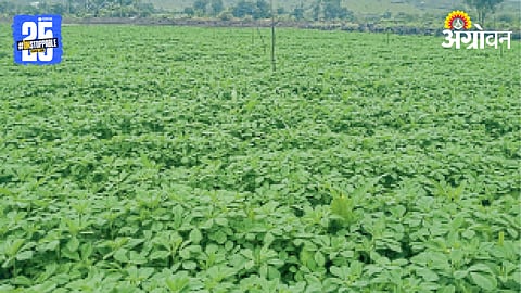 Fenugreek Farming