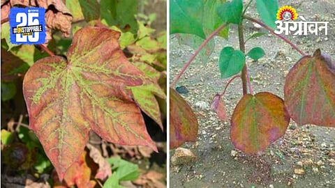 Red Leaf on Cotton