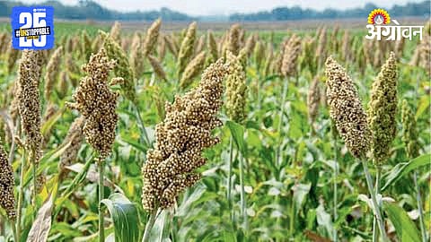 Jowar Farming 