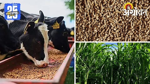 Cow Diet Plan