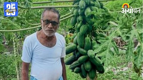 Papaya Farming 