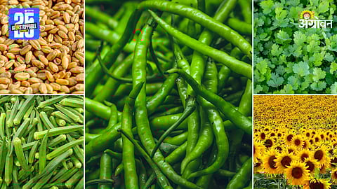 Agriculture Products