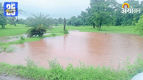 Paddy Crop Damage