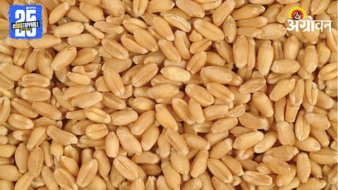 Wheat Market