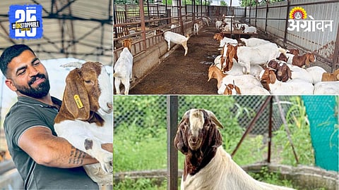Goat Farming 