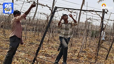 Grape Farming