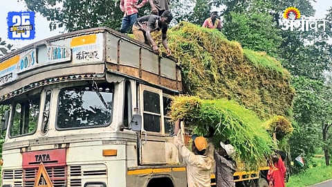Grass Selling