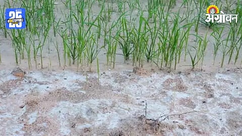 Saline Land