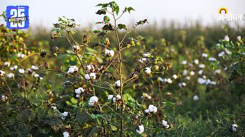 Cotton Farming