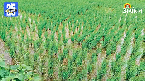 Paddy Farming
