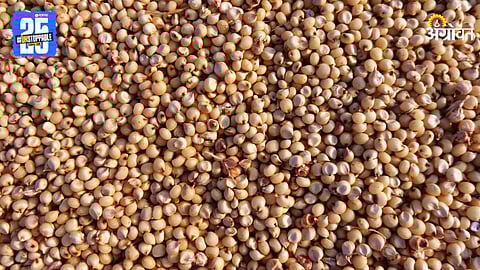 Jowar Market