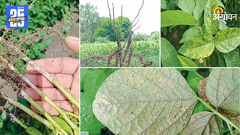 Soybean Disease