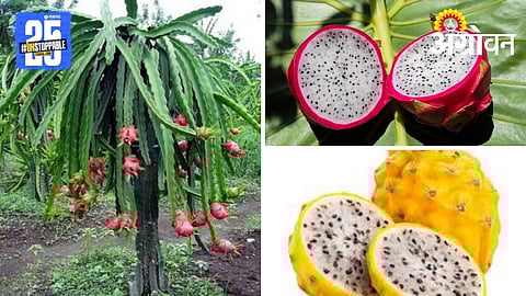 Dragon Fruit Production