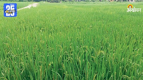 Paddy Farming