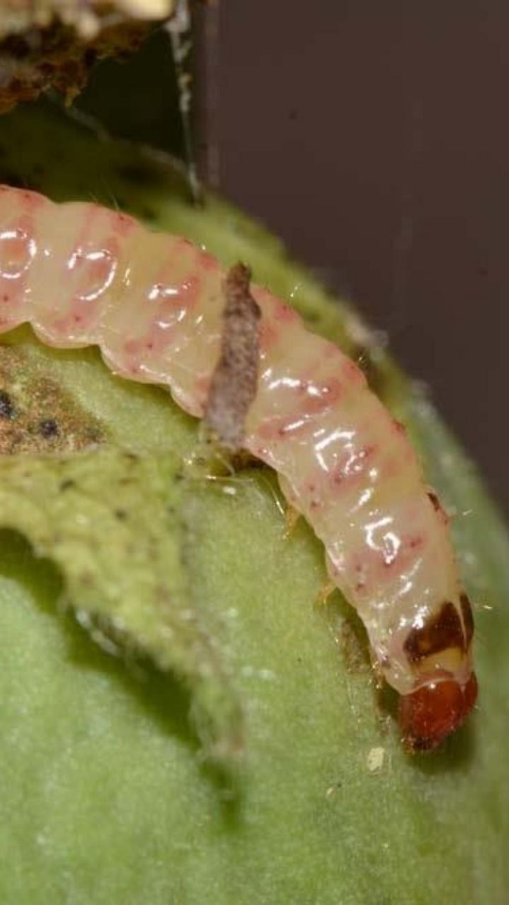 Cotton Bollworm | हिरवी, ठिपक्यांची आणि गुलाबी बोंड अळ्यांचे नियंत्रण ...