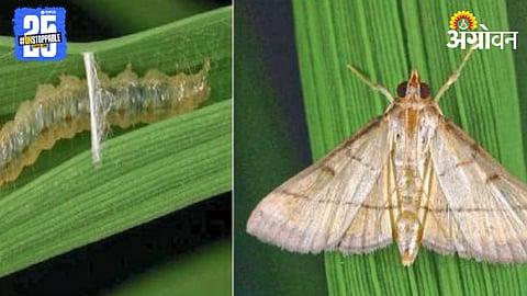 Paddy Pest Management 