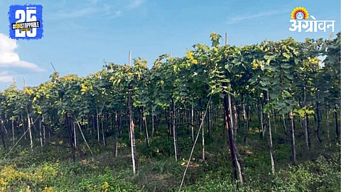 Grape Farming
