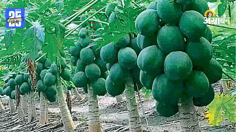 Papaya Demand