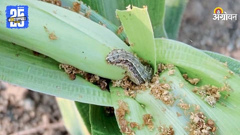 Spodoptera Frugiperda