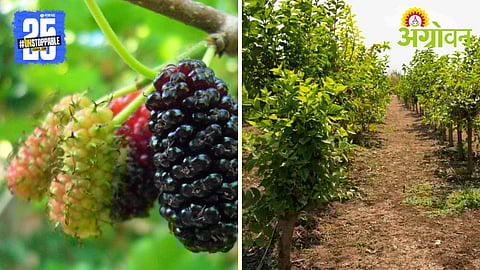 Mulberry Cultivation
