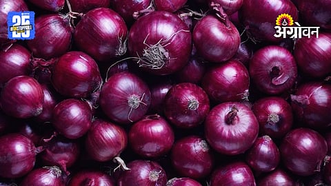 Onion Price