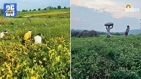 Indian Agriculture