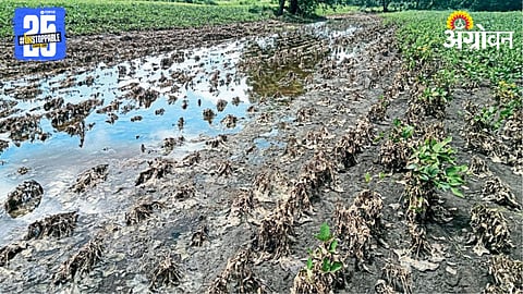 Crop Damage