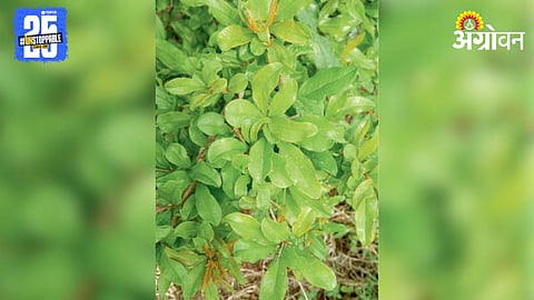 Micronutrient Management 