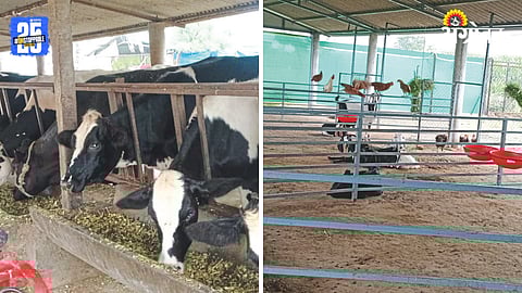 Livestock Management