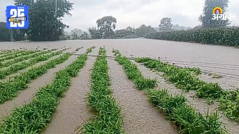 Crop Damage
