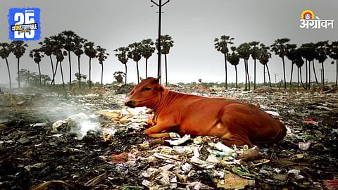Air pollution caused by animals