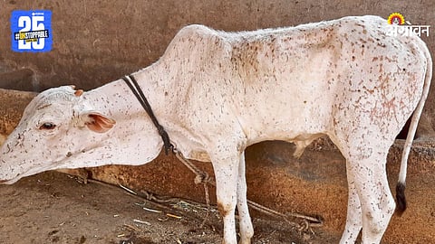 Animal Lumpy Disease