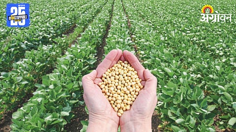 Soybean Market India 