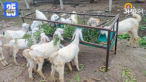 Goat Farming