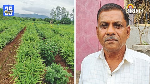 Ginger Farming