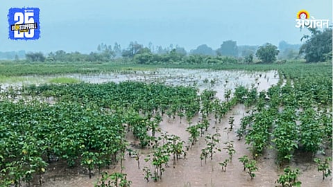 Agriculture Damage