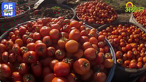 Tomato Prices