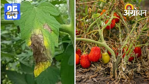 Tomato Diseases