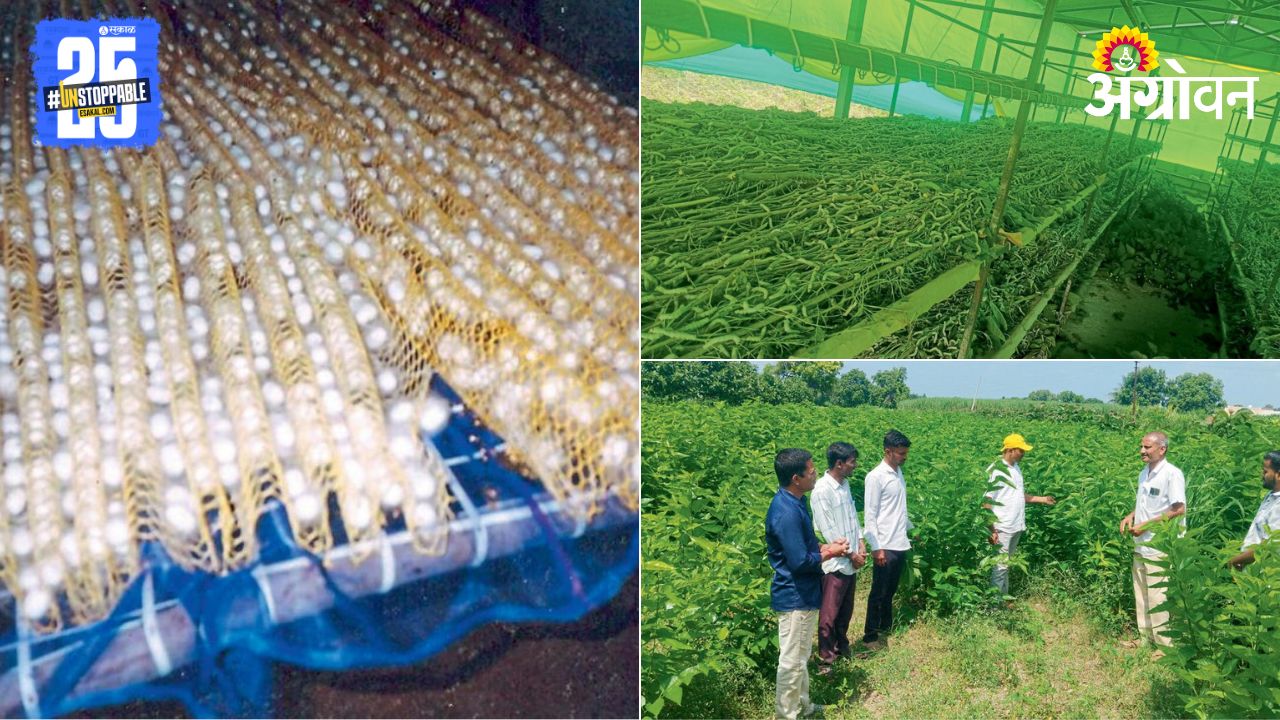 Silk Farming 