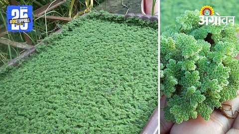 Azolla Farming