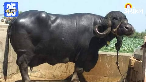 Buffalo Breed